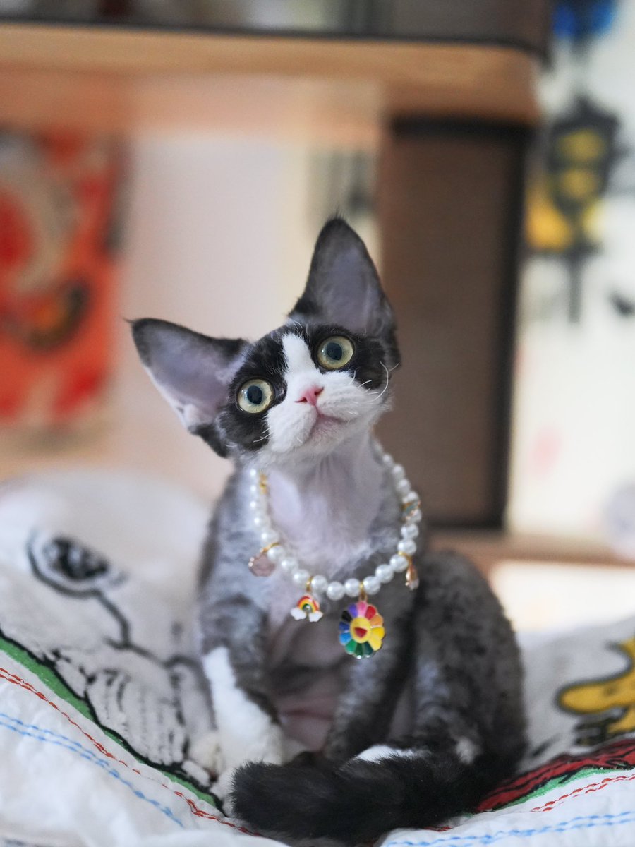 ZouZhou1112's tweet image. Black with white Devon Rex girl 
Five months old
Beautiful and cute cat
#devonrex #devonrexcattery #devonrexcat #DRX #gulooodevonrex