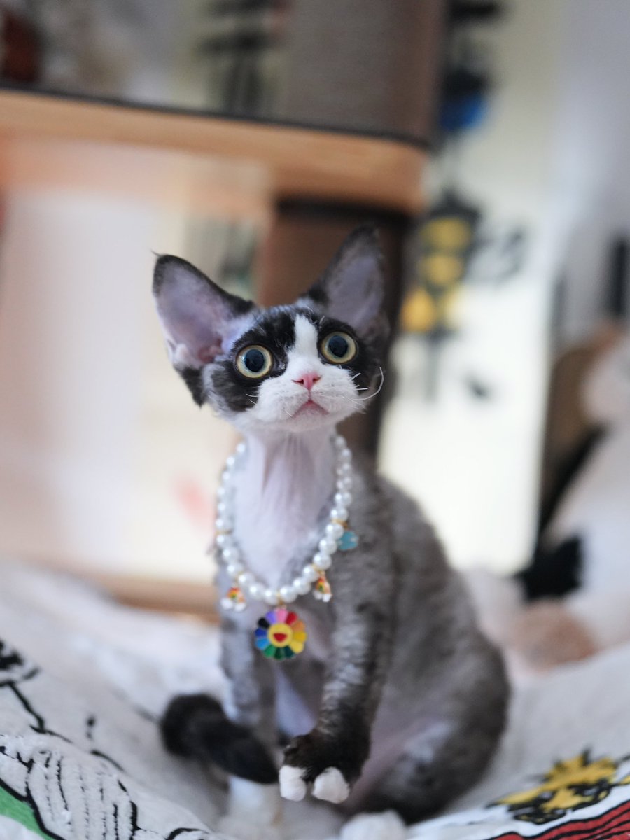 ZouZhou1112's tweet image. Black with white Devon Rex girl 
Five months old
Beautiful and cute cat
#devonrex #devonrexcattery #devonrexcat #DRX #gulooodevonrex