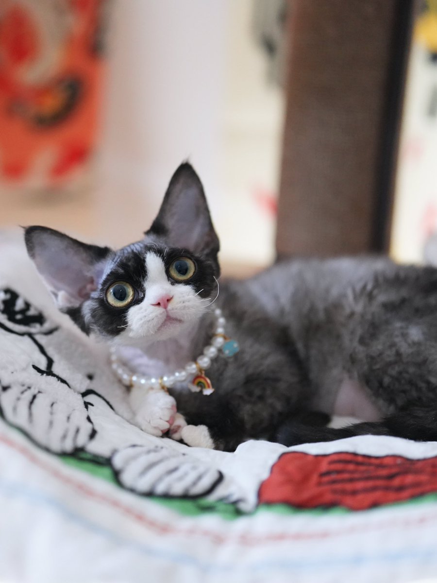 ZouZhou1112's tweet image. Black with white Devon Rex girl 
Five months old
Beautiful and cute cat
#devonrex #devonrexcattery #devonrexcat #DRX #gulooodevonrex