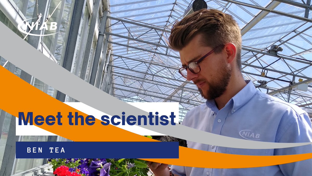 Niab (@niabgroup) on Twitter photo 🆕📹 The latest in our #MeetTheScientist feature is <a href="/Benjaminjtea/">Benjamin J Tea</a>. Ben discusses his role at #Niab, including the challenges of growing 30 crop species in protected environments and explains how he's fulfilled his childhood ambition! Watch the video➡️ow.ly/Q0h750VxYE8 🆕📹 The latest in our #MeetTheScientist feature is <a href="/Benjaminjtea/">Benjamin J Tea</a>. Ben discusses his role at #Niab, including the challenges of growing 30 crop species in protected environments and explains how he's fulfilled his childhood ambition! Watch the video➡️ow.ly/Q0h750VxYE8