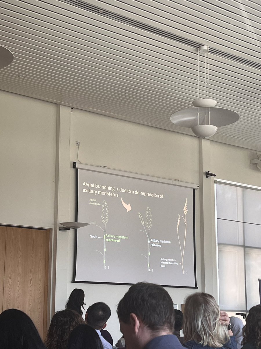 Surbhi Grewal (@surbhig6) on Twitter photo Great talk on effect of temperature and photoperiod on aerial branching in wheat by <a href="/ifacisabel/">Isa</a> from <a href="/JohnInnesCentre/">John Innes Centre</a> <a href="/CristobalUauy/">Cristobal Uauy</a> lab supported by <a href="/NikolaiAdamski/">Nikolai Adamski - @nikolaiadamski.bsky.social</a> <a href="/DSW_ISP/">Delivering Sustainable Wheat</a>
Isabel is the <a href="/MonogramUK/">Monogram Network</a> PhD ECR excellence award winner #Monogram25 Great talk on effect of temperature and photoperiod on aerial branching in wheat by <a href="/ifacisabel/">Isa</a> from <a href="/JohnInnesCentre/">John Innes Centre</a> <a href="/CristobalUauy/">Cristobal Uauy</a> lab supported by <a href="/NikolaiAdamski/">Nikolai Adamski - @nikolaiadamski.bsky.social</a> <a href="/DSW_ISP/">Delivering Sustainable Wheat</a>
Isabel is the <a href="/MonogramUK/">Monogram Network</a> PhD ECR excellence award winner #Monogram25