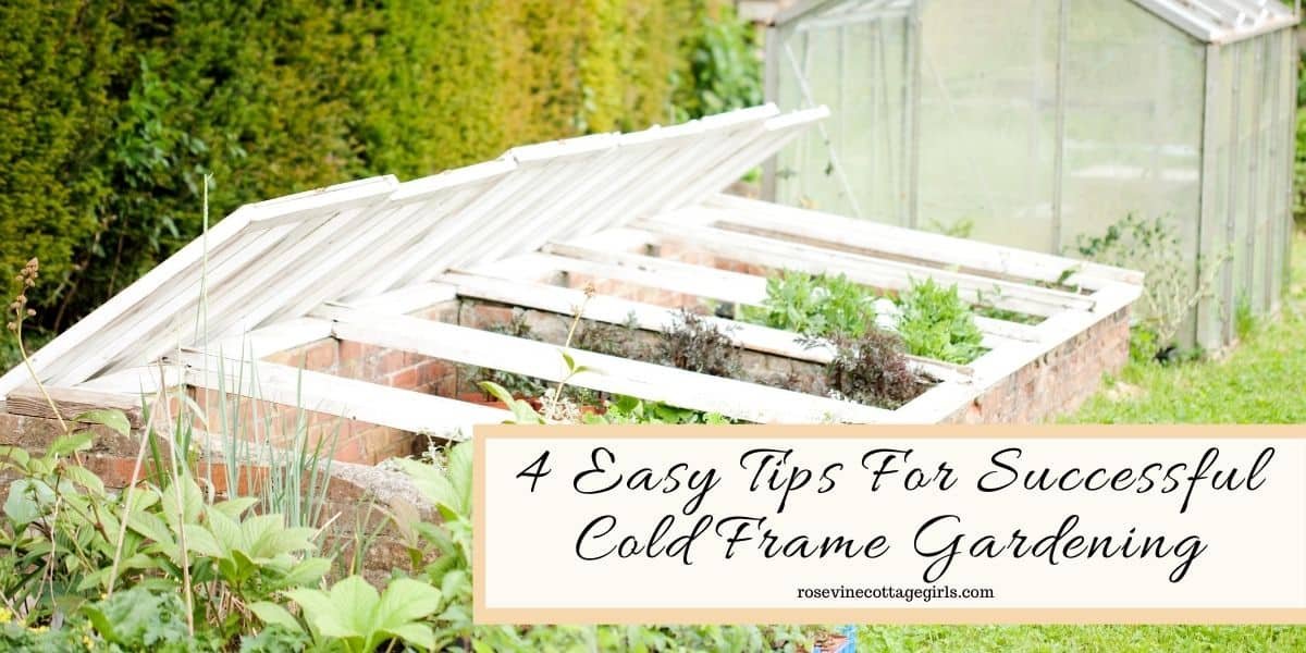 RosevineCottage's tweet image. 4 Easy Tips For Cold Frame Gardening #ColdFrame #ExtendGrowingSeason #GrowingTipsForTheGarden rosevinecottagegirls.com/cold-frame-gar… via @@RosevineCottage