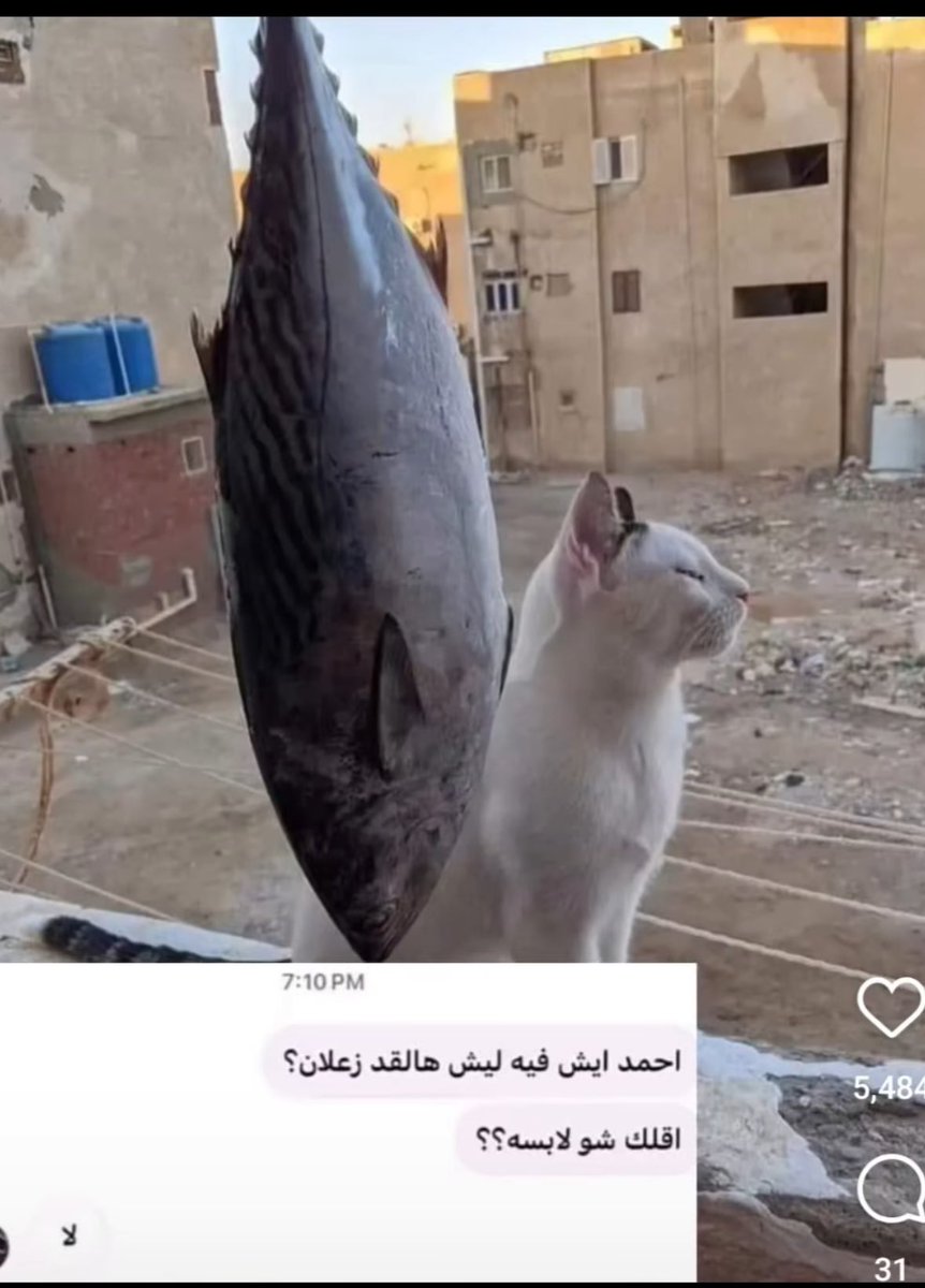 han (@niivihi) on Twitter photo 