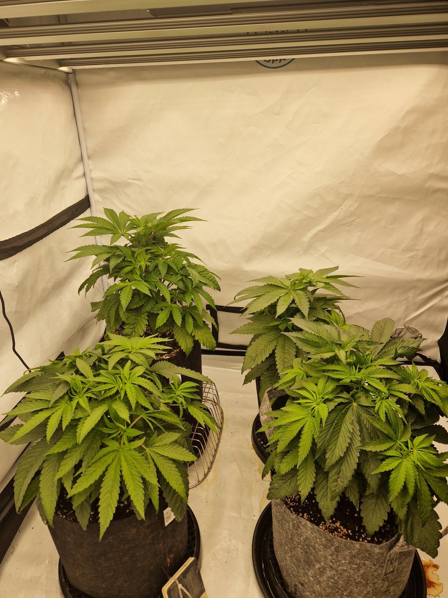 bruceleaf20221's tweet photo. Bouncing back💥 gonna tidy them up at the weekend ,at this point the 2 at the front the blue lime pie (right) and cherry bath (left) are thriving 😬 🌱
#Grow #hobbyist #fruitsofnature #fyafarm @SinCitySeeds https://t.co/uOPawU05DJ