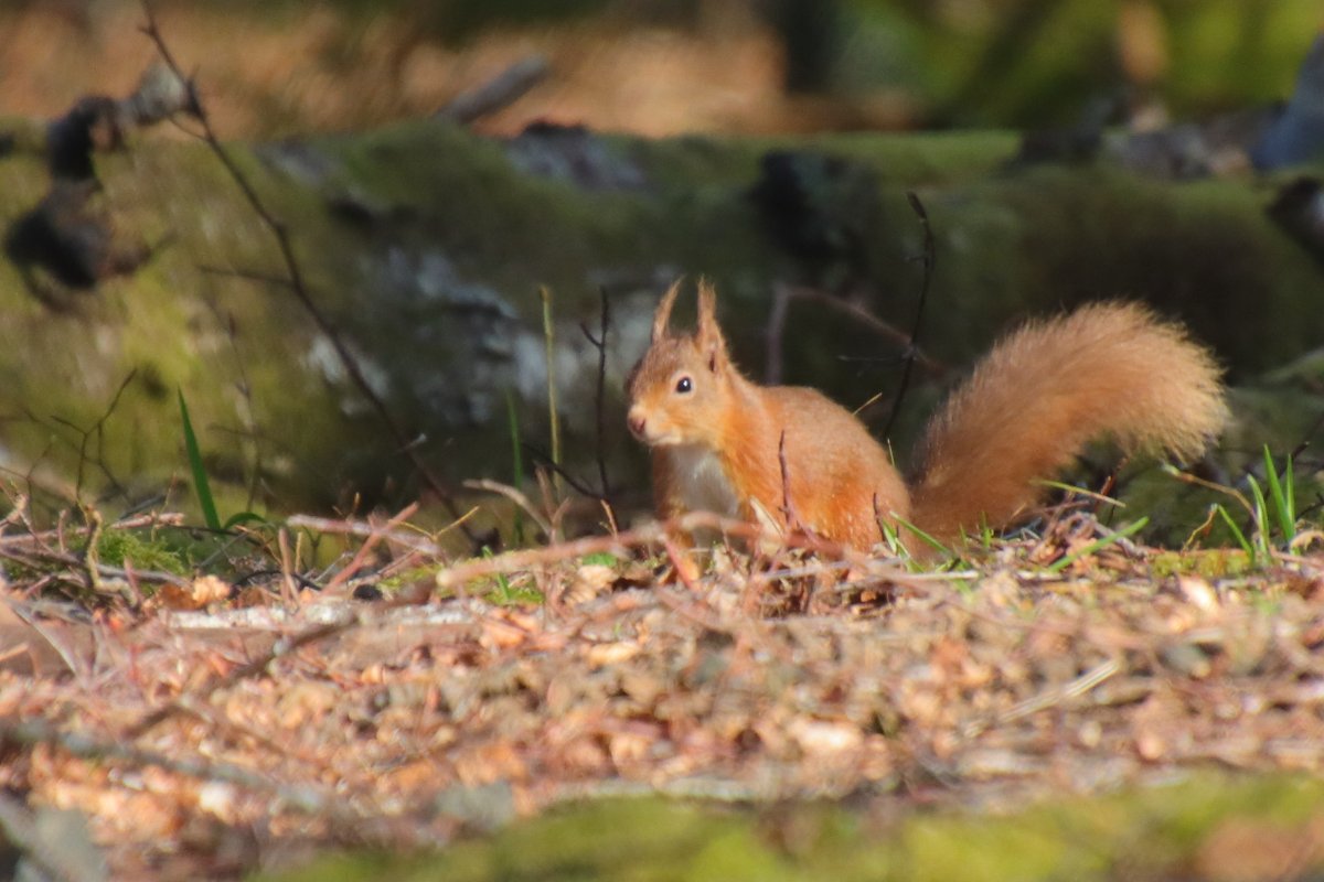 Drimnin Estate tweet media