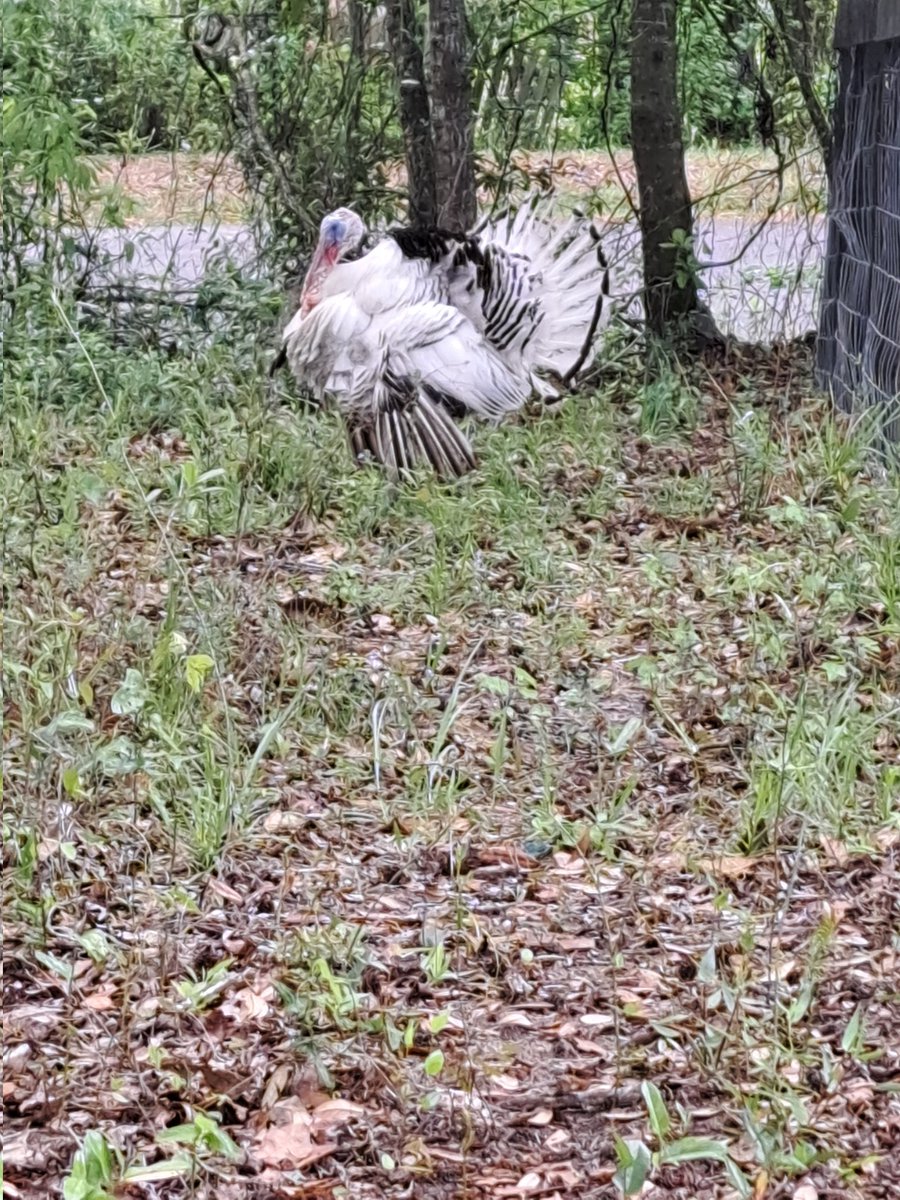 MusicMan (@sidewalkdrms) on Twitter photo 