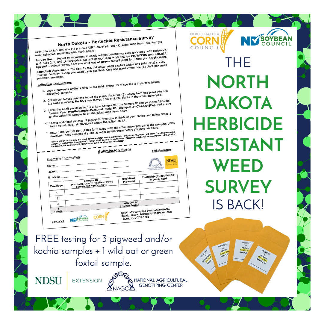 National Agricultural Genotyping Center (@nagclab) on Twitter photo The ND Herbicide Resistant Weed Survey is officially back! Collections kits have been sent to every extension office in ND. Help us reach our goal of receiving samples from all 53 counties in North Dakota this year! <a href="/NDSUExtension/">NDSU Extension</a> <a href="/NDSoybean/">NDSoybean</a> <a href="/ndcorn/">North Dakota Corn Utilization Council</a> #NAGCLab #WeHaveATestForThat The ND Herbicide Resistant Weed Survey is officially back! Collections kits have been sent to every extension office in ND. Help us reach our goal of receiving samples from all 53 counties in North Dakota this year! <a href="/NDSUExtension/">NDSU Extension</a> <a href="/NDSoybean/">NDSoybean</a> <a href="/ndcorn/">North Dakota Corn Utilization Council</a> #NAGCLab #WeHaveATestForThat