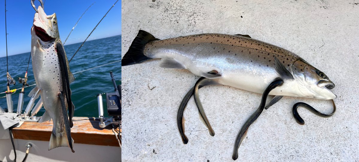 NOXIOUS SEA LAMPREYS TOOK ADVANTAGE OF COVID-19 PANDEMIC, NEW STUDY FINDS

Read the press release:
glfc.org//pubs/pressrel…

📷 #Sealamprey attached to brown trout caught in Lake Ontario during 2022. Credit: Captain Andy Bliss

#GreatLakes #InvasiveSpecies #Scicomm