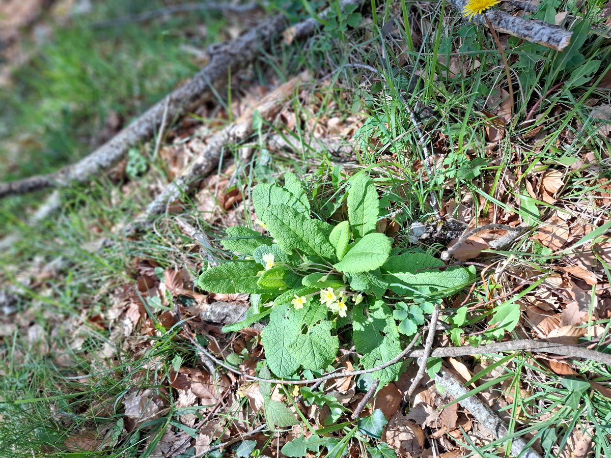 AnaMaraNicols2's tweet photo. Primrose, cawslip/ Prímula, ,Primavera, Orejas de oso.  

#Primulaacaulis #primulas #primrose #spring  #Primavera #riojaalavesa #Kripan #Paisvasco #Euskadi https://t.co/hcVD5a8B33