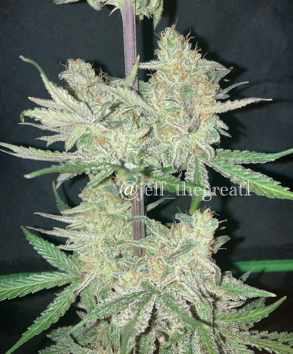 jeff_thegreat1's tweet photo. Rootbeer Float by @GHGenetics
Day 69
She’s chopped and just waitin for me to start snippin a few smalls to test smoke.
She’s big, frosty, sticky, stinky and hangin to dry 🔥🔥
#GrowYourOwn #TeamGreenhand #Cannaland #Indoor #ChopDay https://t.co/FF9BXWMxLn