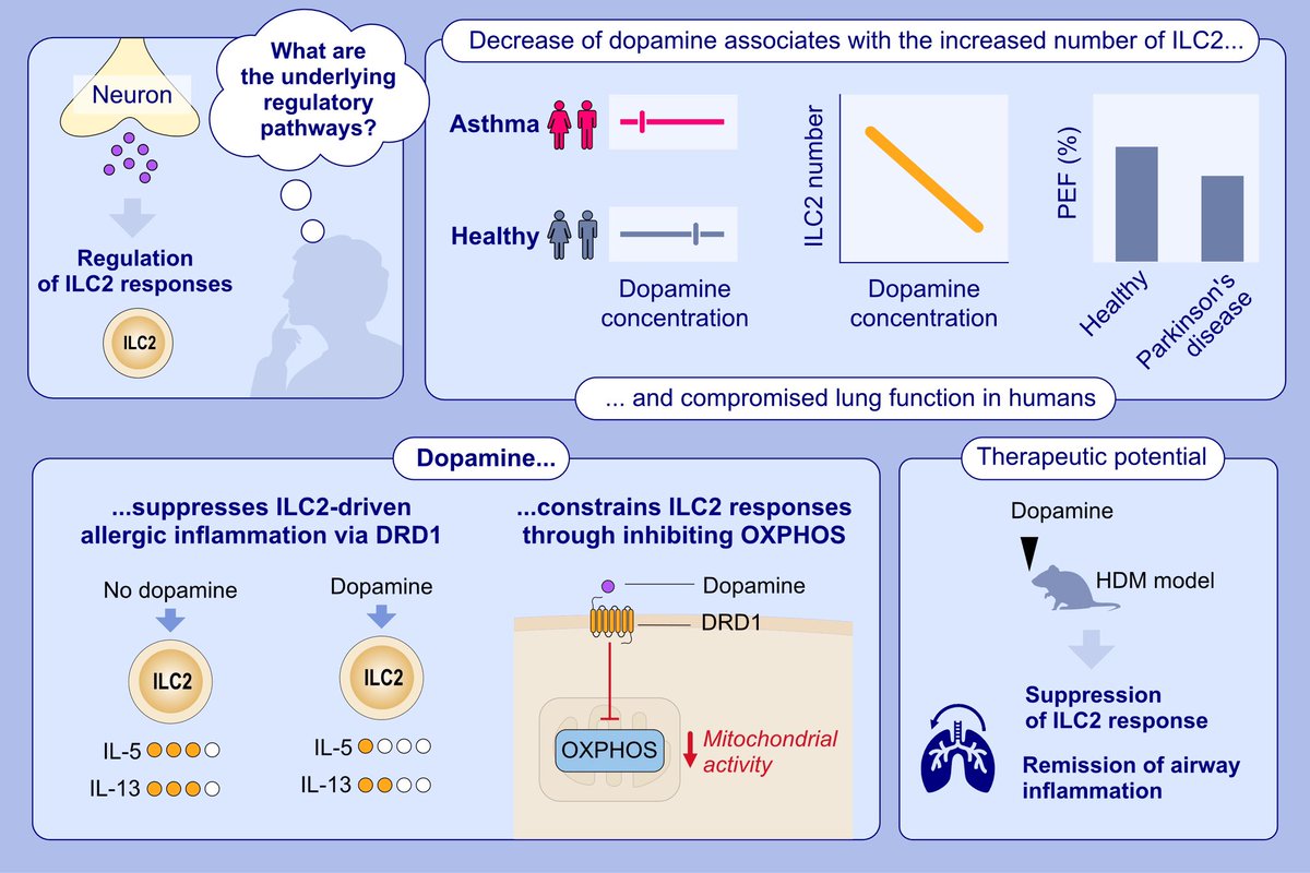 Dopamine as a Potential Modulator of ILC2-Driven Lung Inflammation via Mitochondrial Regulation. Gonçalo Silva, Pedro Botelho Alves, Frederico Regateiro

Read the article here: doi.org/10.1111/all.16…

This is an article from our article category “News and Views: Groundbreaking