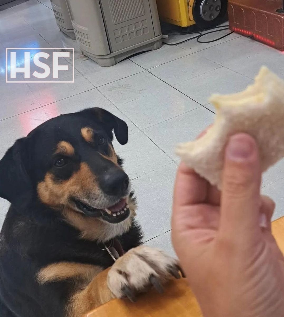 humanosdestafe's tweet photo. 🐶 TODOS SOMOS "CARTUCHO": El es fanático de los sándwiches de miga, pero su veterinario de cabecera lo puso a dieta. Los empleados del lugar donde vive tienen prohibido darle comida extra 🥲 https://t.co/9mqduZfvSg
