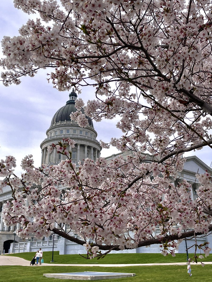 H_Schoenbaum's tweet image. Utah’s Capitol Hill in bloom 🌸