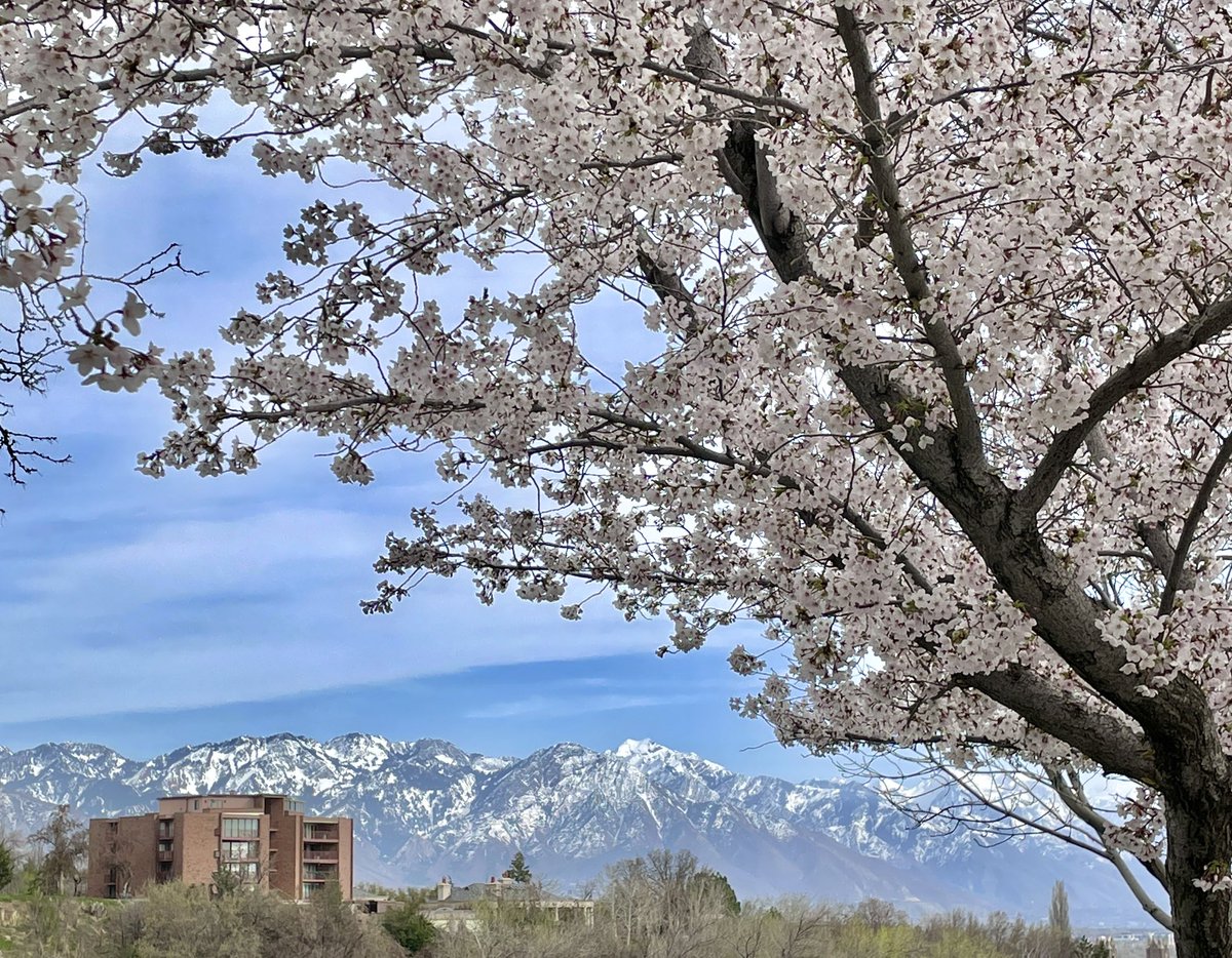 H_Schoenbaum's tweet image. Utah’s Capitol Hill in bloom 🌸