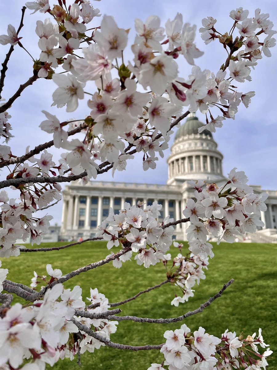 H_Schoenbaum's tweet image. Utah’s Capitol Hill in bloom 🌸