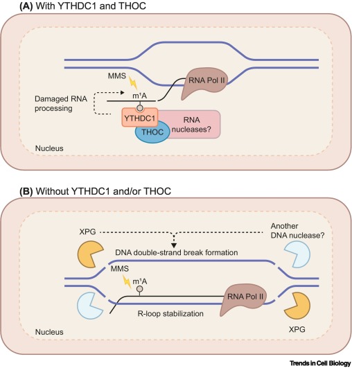 When RNA damage induces DNA breaks dlvr.it/TK4l7c