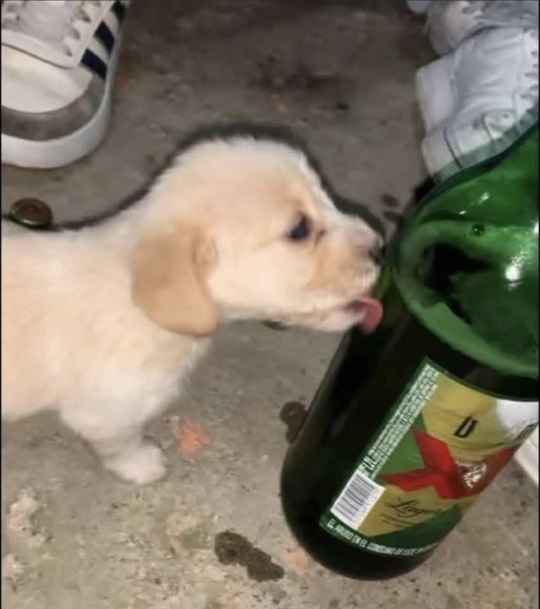 fluffypoofa's tweet image. The puppies clamor for BEER
