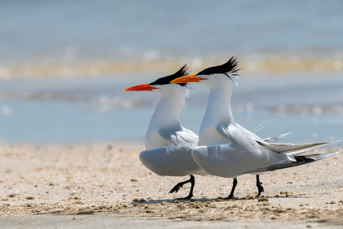 Did you know? Royal tern chicks leave the nest within *one* day after hatching and congregate in a group known as a crèche, which can consist of thousands of chicks. Royal tern parents are still able to pick out their chick in the crowd, probably by recognizing its distinct call.