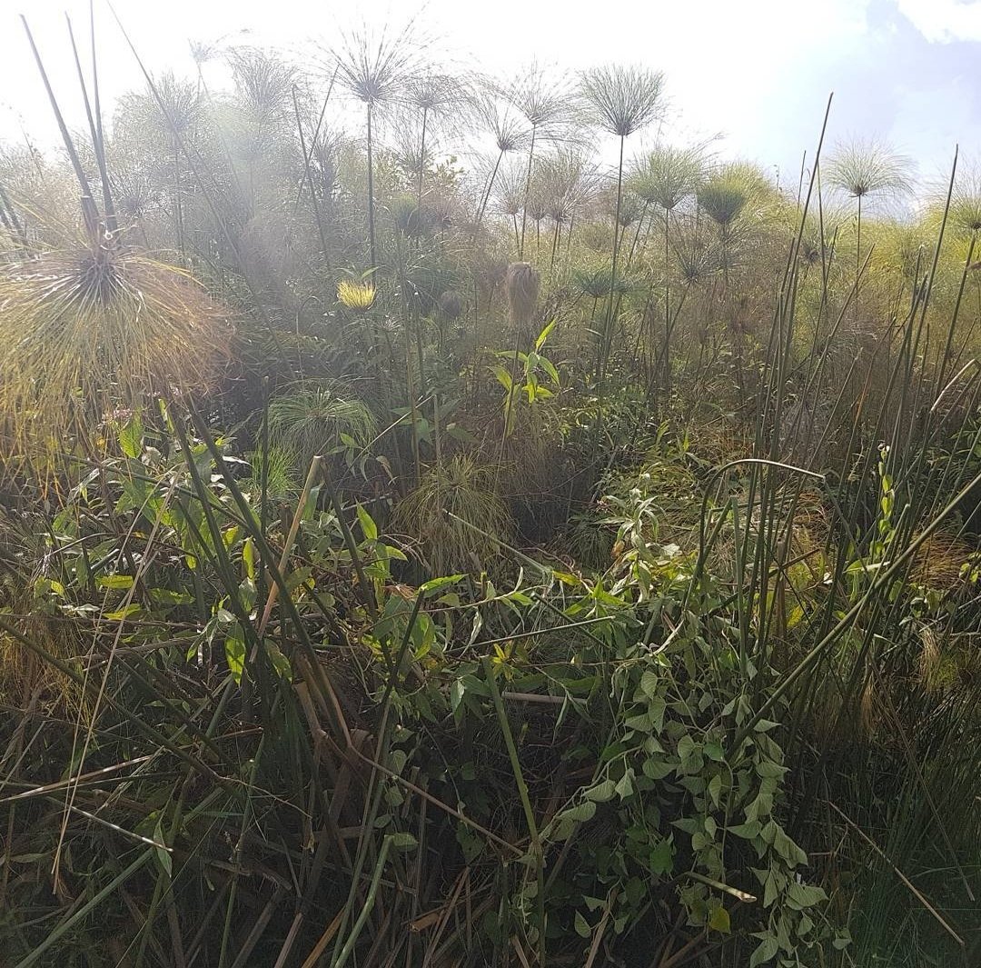 uwimbabazi_i's tweet photo. Dear Cyperus Papyrus,

Thank you for saving many lives of the Tutsi during the 1994 Genocide against the Tutsi in Rwanda.

You did a great job. Mwarushije ubutwari abantu, mwabarushije ubumuntu, mwakoze byinshi.

@harerimana_tito
@byukavuba

#Kwibuka31 
#KwibukaTwiyubaka https://t.co/7mBWVLNIOP
