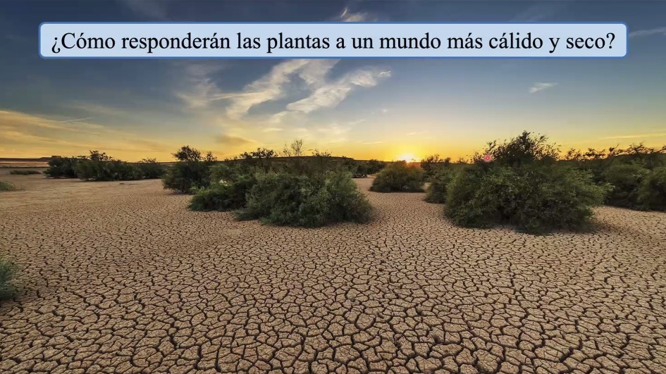 ecofisiologia's tweet photo. Ya estamos escuchando acerca de las fugas de agua como legado de olas térmicas. Excelente seminario por @P_Menezes_Silva. Pronto compartiremos el link al video en YouTube! @MarcoGarridoSa1 @carlos_aucique @AvilaLovera #REDLEV https://t.co/KBgOMHaqRa