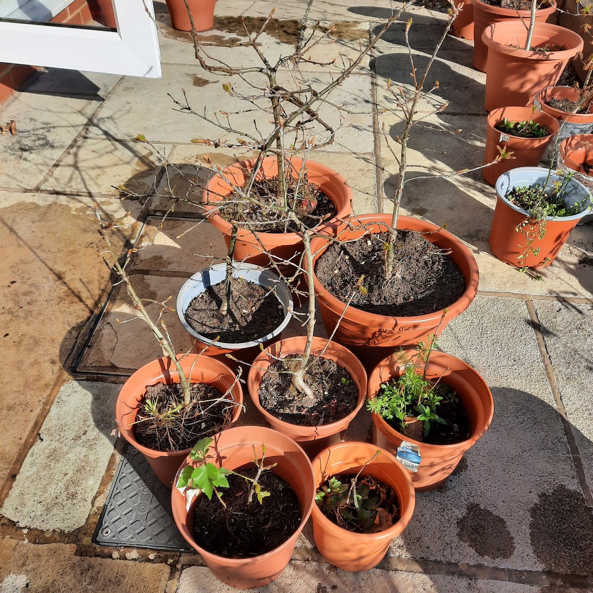 hflurge's tweet photo. So exciting! 8 beautiful oaklings have woken up today. 43 altogether- that's practically a forest! #300Acorns @TheKentAcorn @SAVEDORETREES @Poetrees1WTP @jamescanton https://t.co/lvnmxGurSO