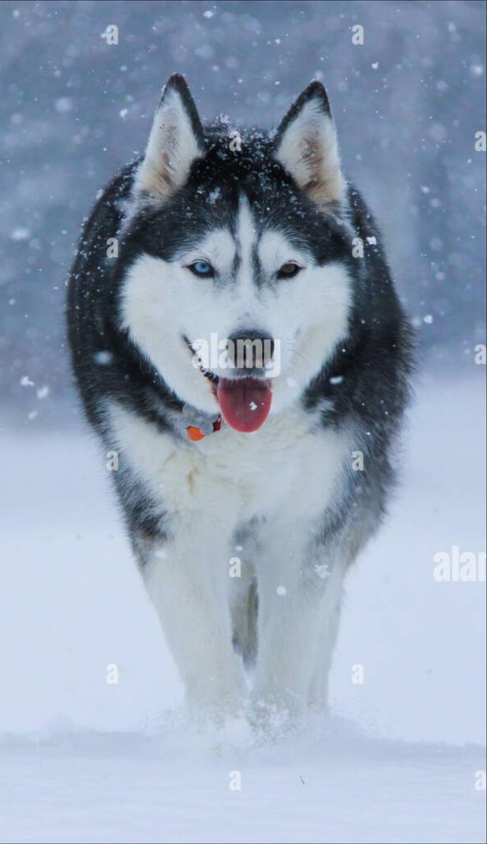 #AlamyPOTM #AlamyPets 
<a href="/AlamyContent/">Alamy Content Team</a>   
ID: 2SYG3G1