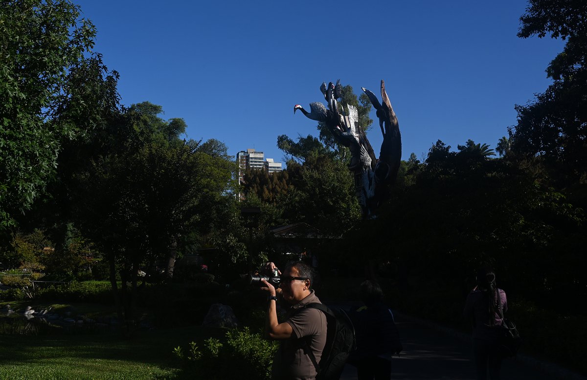 ladera_sur's tweet photo. #ArtículoLS Cuando un árbol muere de pie: La vuelta “a la vida” en el Jardín Japonés tras un furioso temporal

🔗 Si quieres leer más sobre la historia de Pérez y sus esculturas, revisa la nota de @mariodefina_, desde Buenos Aires, en el siguiente link: https://t.co/PV4vz1yhc3 https://t.co/wHBiir3kj6