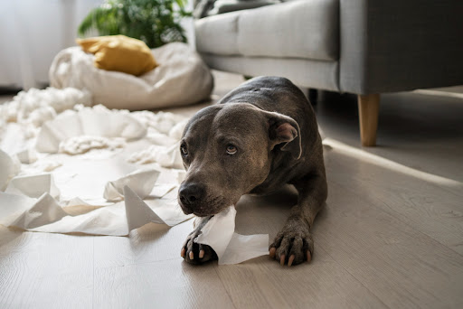 VolhardDogFood's tweet photo. Cystitis in Dogs: Causes, Symptoms, and Treatment

Once you notice the symptoms of cystitis occurring in your dog, it's time to schedule a visit to the veterinarian. This condition can only be treated with ...

👉 https://t.co/qRyNvoZsXj 👈 https://t.co/AL6hKzC8BO
