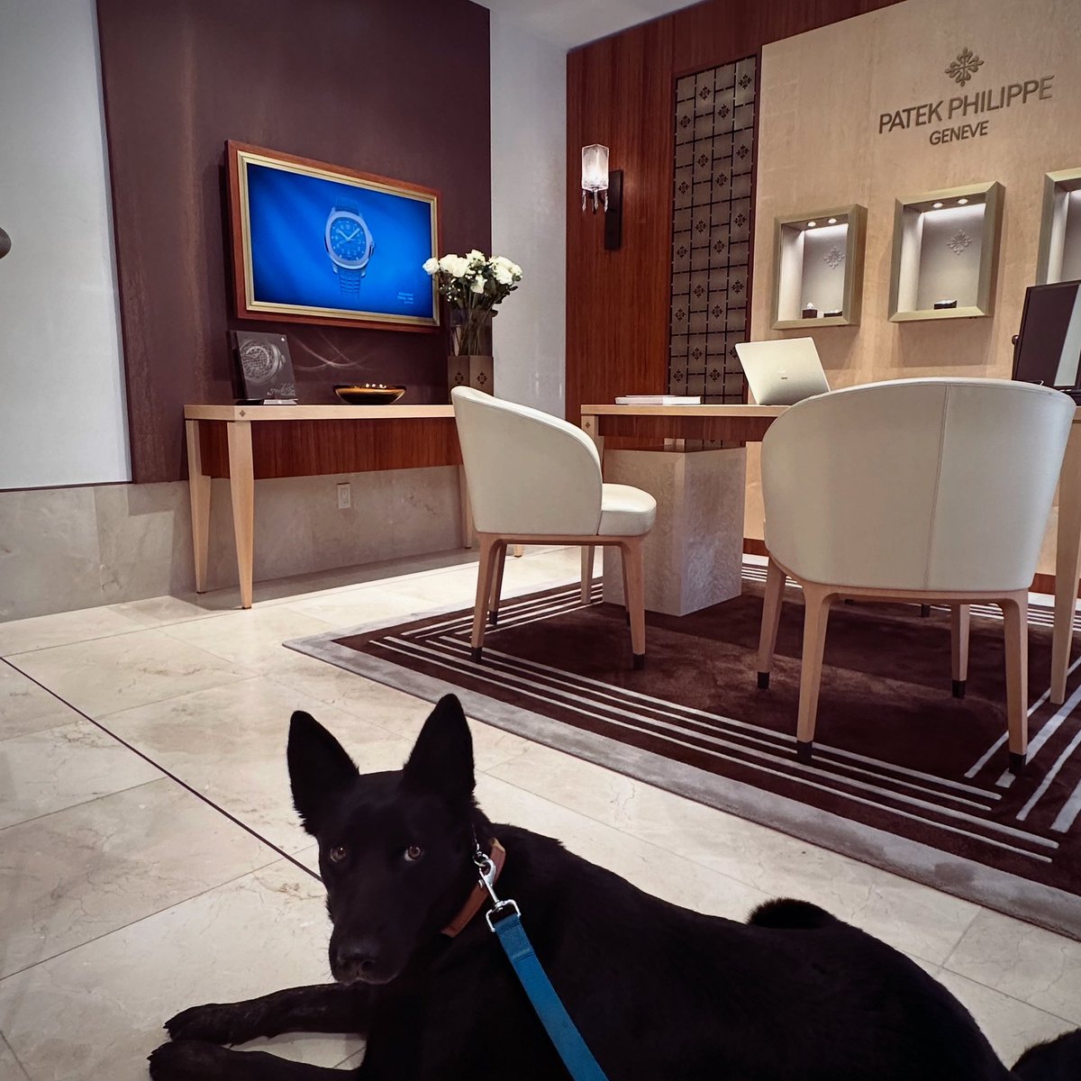 Pulled up to Patek… brought the real boss with me.
Because if you’re going watch shopping, you might as well do it right—dog in hand, mindset locked, and timepieces that speak legacy.

Luxury is a lifestyle.
And my dog’s got better taste than most.

What’s your next grail watch?