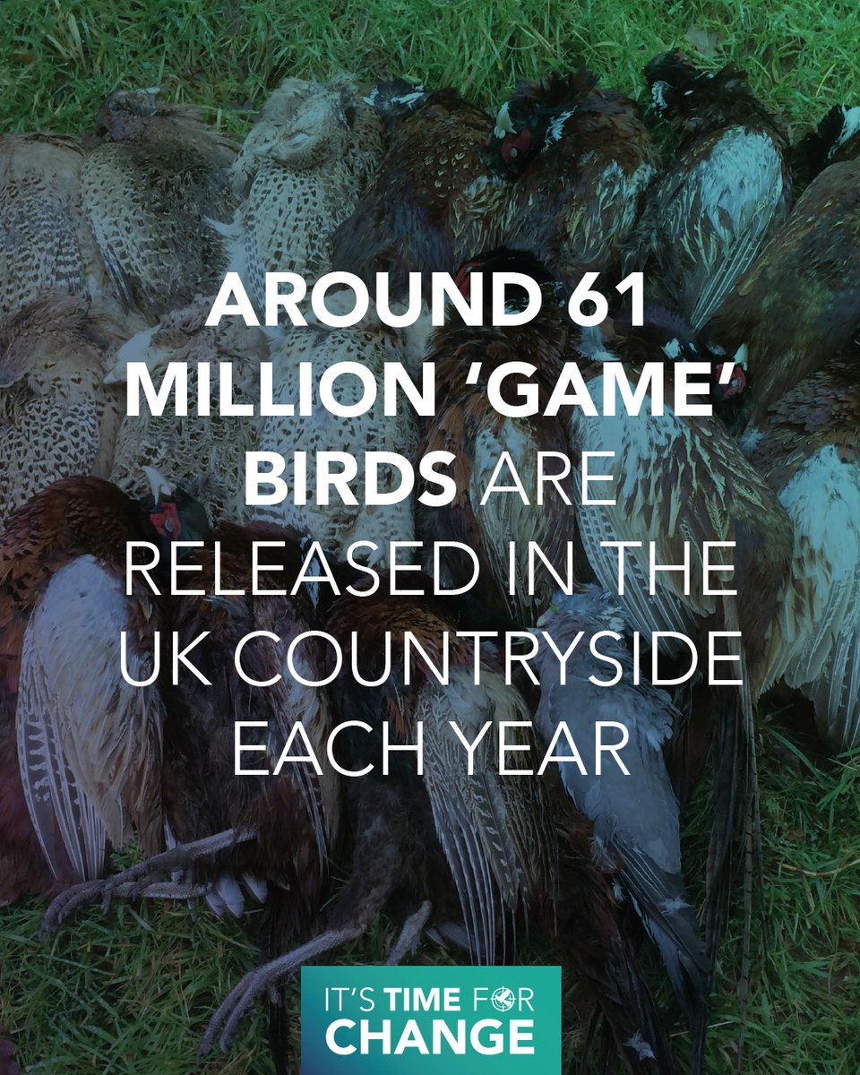 LeagueACS's tweet photo. The majority of which come from breeding birds trapped in wire cages.

This must end. 

Sign the petition to ban the cruel cage breeding of game birds.

👉  https://t.co/nKVYm37y7d 

#EndCageBreeding #EndCageAge https://t.co/jpD0bMNk6K