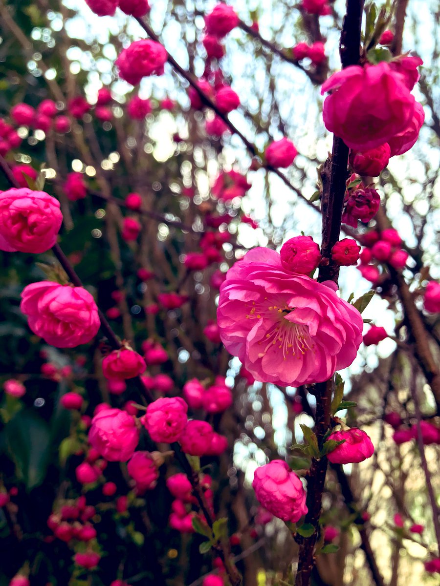 UK250463's tweet photo. An honour to be followed by your posh account. Thanks. 📷

#Streetphotography #spring #GoodEveningTwitter https://t.co/mmzui2zCXc