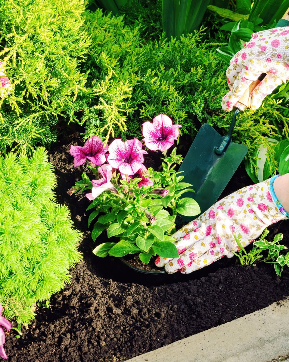 Bright, bold, and bursting with color! Petunias are a garden favorite, known for their vibrant blooms and long-lasting beauty. Perfect for beds, baskets, and borders, these versatile flowers thrive with the right care.

plantprod.com/crop/bedding-p…

#PetuniaPower #GardenBlooms