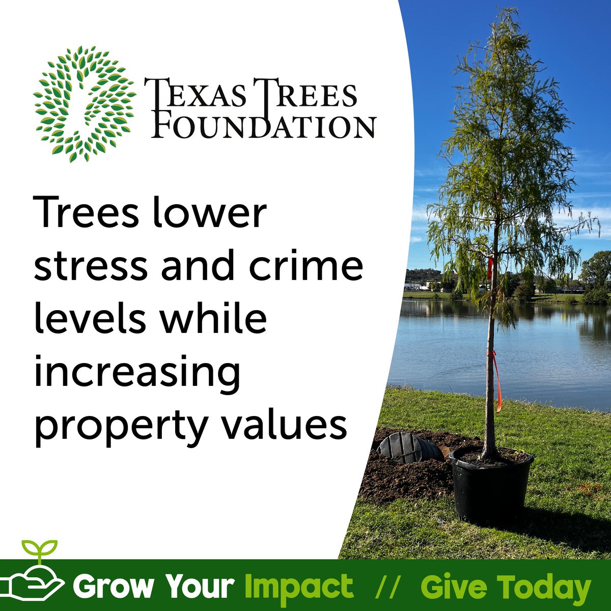 Your donations make a great impact. Through urban forestry we are able to help Texas communities thrive. Donate through the link in our bio!
#trees #TTF #urbanforestry #EarthMonth