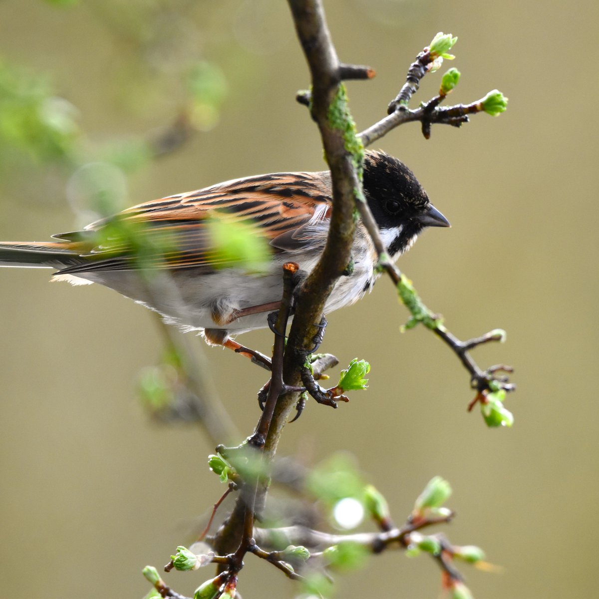 🎶 'Spring is an exciting time of year on the farm; at every stop on my way round feeding the birds, I can hear a Reed Bunting singing ‘zeep-zeep-zulup’. Buds are beginning to open; pairs of Mallard appear, looking for somewhere to nest.' 

~ Nicholas Watts, <a href="/Vinehousefarm/">Vine House Farm</a>