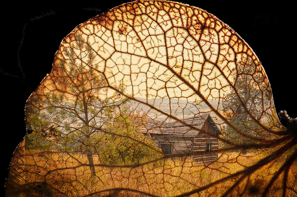 Sam_Alexandra23's tweet photo. Good day Friends & Photographers! It's #Creative Thursday #challenge today. Share your creative images that do not use Ai. Here I simply combined 2 images together. Have a fun day and be kind to someone today. #Photography "Labyrinth of Memories" & "Echos of Japan" https://t.co/eh55anpzT7