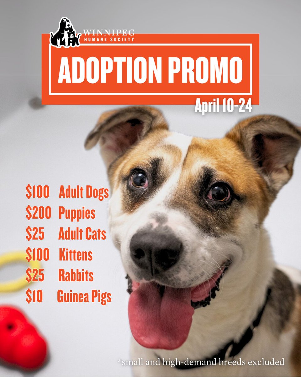 Rambo can make a good case as to why he would make a great pal (we can too, tbh).
Come meet him and his shelter buddies! Adoption promo* running now through the 24th - call our team with any questions. 🙂

☎️ 204-982-2035
📍 45 Hurst Way

*small and high-demand breeds excluded