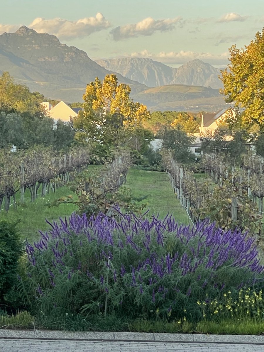 It’s such a beautiful evening. Privileged to live here. #winelands