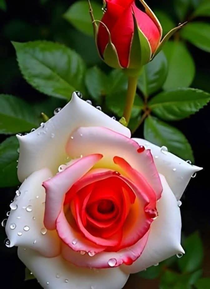 asmaayl_net's tweet photo. For You https://t.co/OmY7c6EjMc