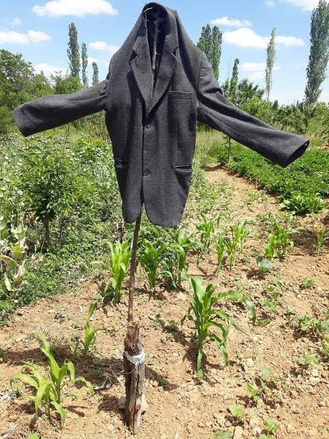 Hangisi piyon?hangisi bostan korkuluğu? Sahi piyon neydi…?