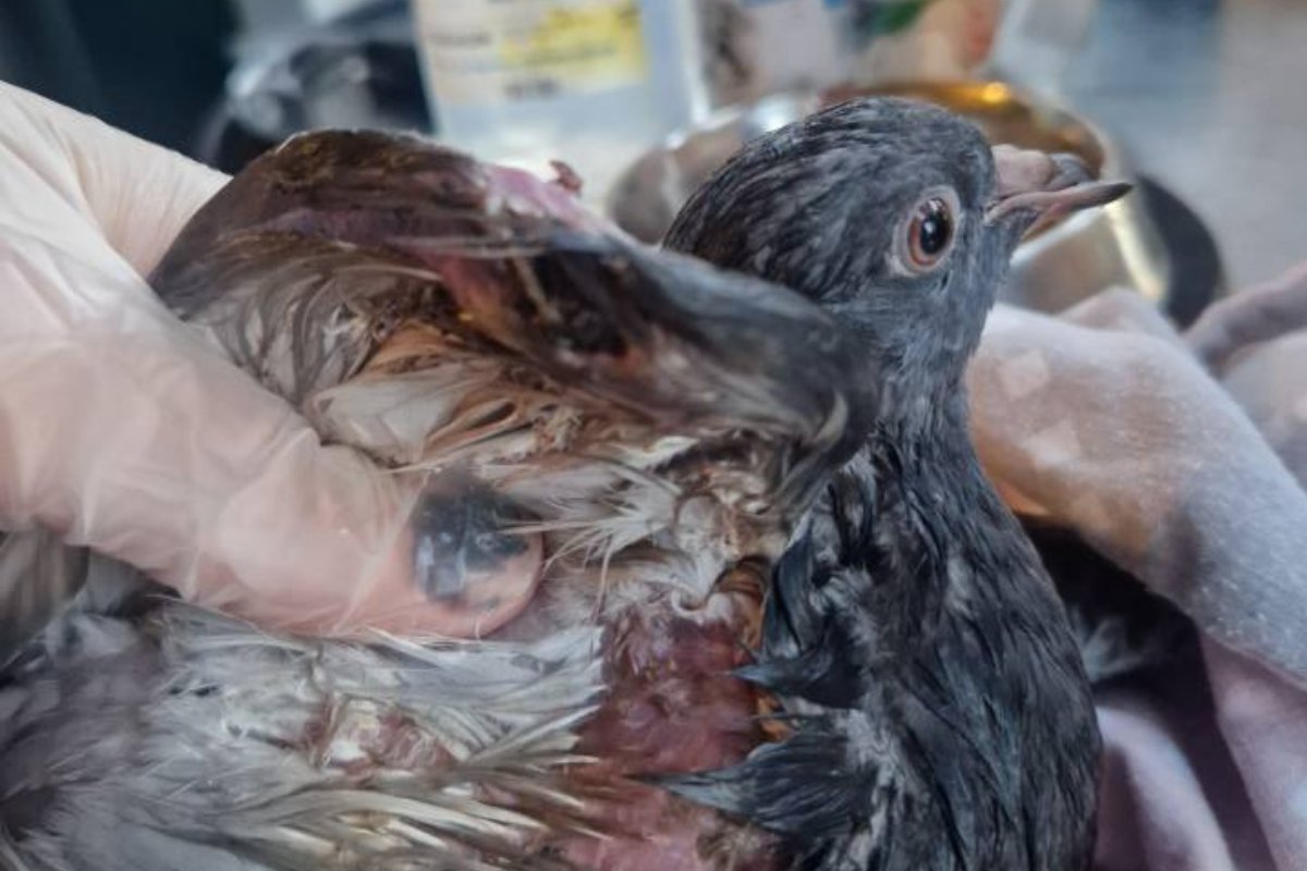 Two pigeons shot on same Charlton street in suspected catapult attack ift.tt/ryxO5hJ