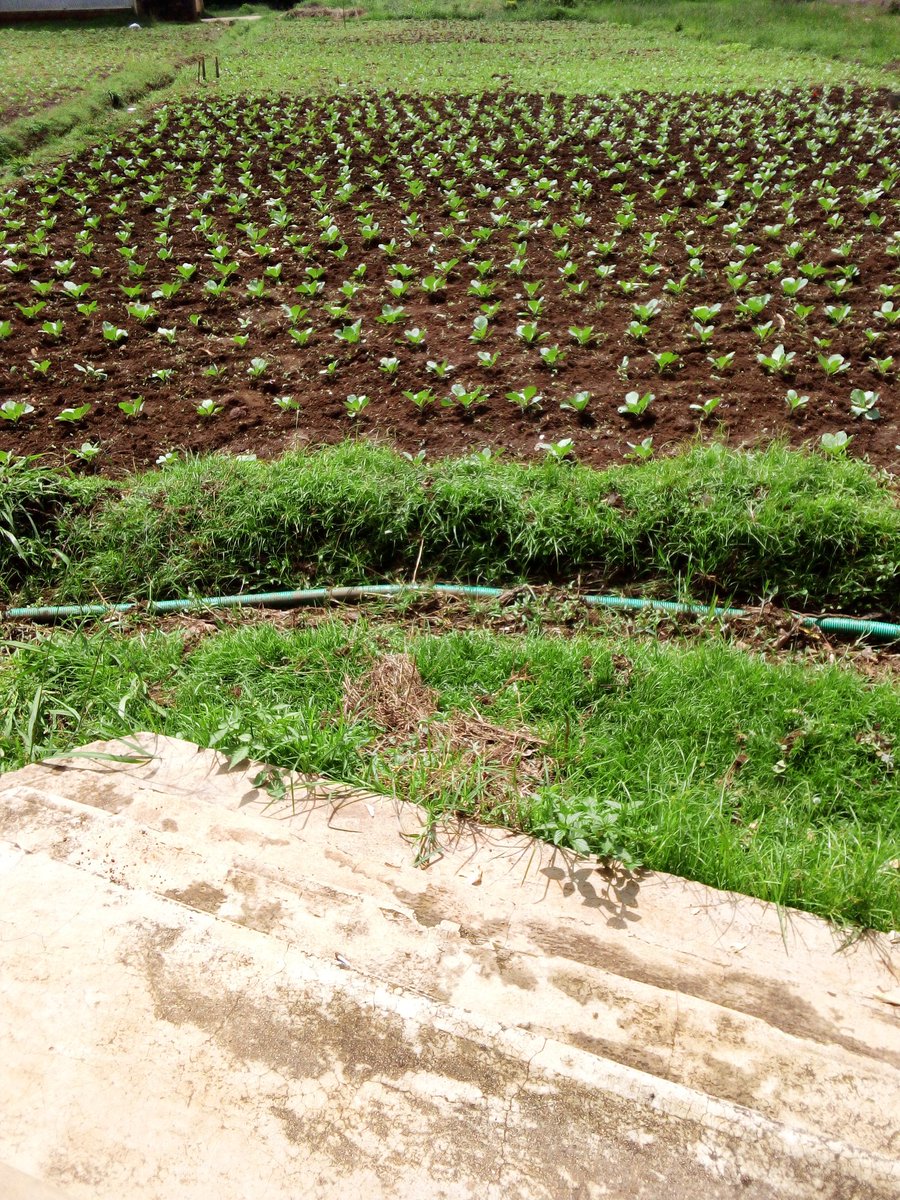 ephy_young254's tweet image. Quote with anything from your gallery.