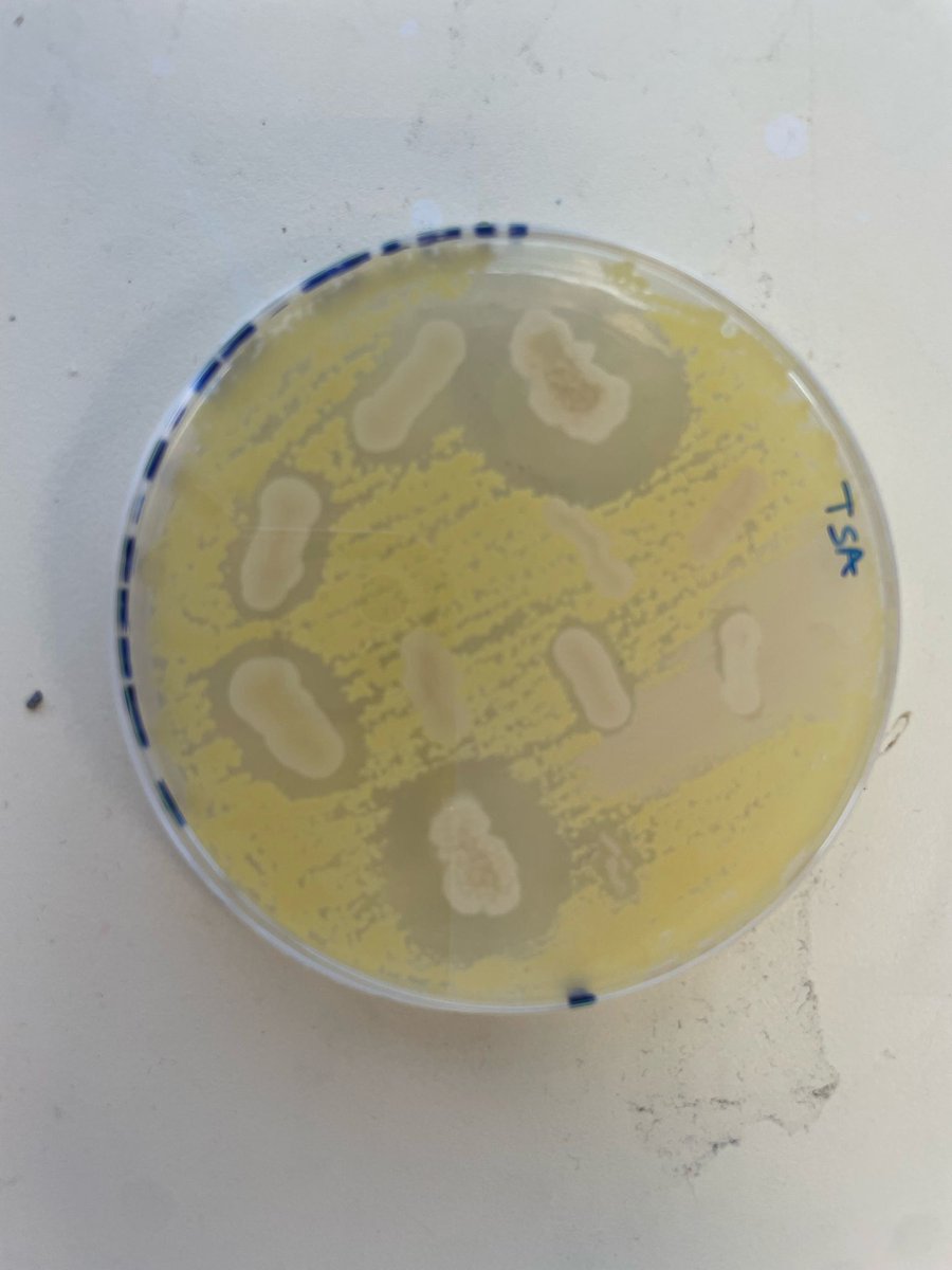 SMicromundo's tweet photo. @SMicromundo ultimo día en @iesAldebaran_Al. Los resultados han sido prometedores. 👏🏼🧫🧪 https://t.co/xL1SGgJOdf