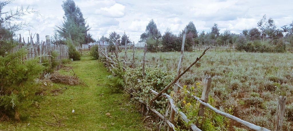 Mlisema pyrethrum inalipa wadau
Butere girls high school Kcse kumi bila break