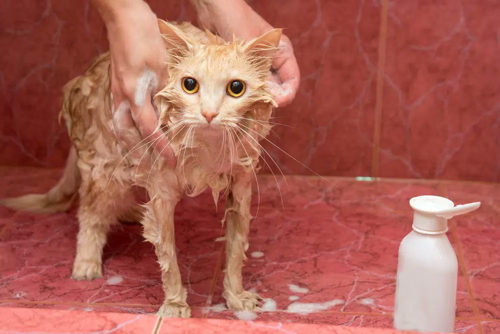 WarmSnouts's tweet photo. 🚨 Never use human shampoo on cats! Their skin pH differs from ours &amp; ingredients can cause irritation.
Safer options:
🐱 pH-balanced cat shampoo
💦 Plain warm water rinse
🌾 DIY oatmeal bath (vet-approved)
#PetCare #CatHealth https://t.co/YM7U5r8Vyl