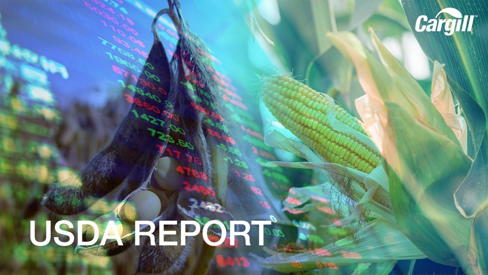 CargillGrainUS's tweet photo. USDA April WASDE friendly corn: 24/25 US Ending Stocks YC 1.465 bil bu, YSB 375 mil bu, and wheat 846 mil bu, a bit increased. World Ending Stocks show slight decrease for corn, slight increase for beans &amp; wheat. South AM production unchanged on YC &amp; YSB.  #CargillElevate https://t.co/8wWXv1s7zU