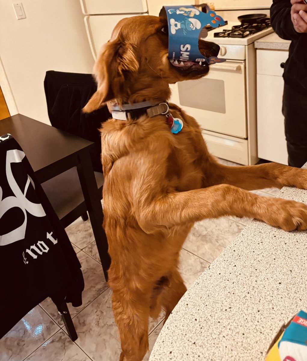 JERRY BODY (@lefteyefropez) on Twitter photo HEY <a href="/BurgerKing/">Burger King</a> KENNEDY LOVES HIS <a href="/SmurfsMovie/">The Smurfs Movie</a> CROWN
#goldendoodle #burgerking #smurfsmovie HEY <a href="/BurgerKing/">Burger King</a> KENNEDY LOVES HIS <a href="/SmurfsMovie/">The Smurfs Movie</a> CROWN
#goldendoodle #burgerking #smurfsmovie