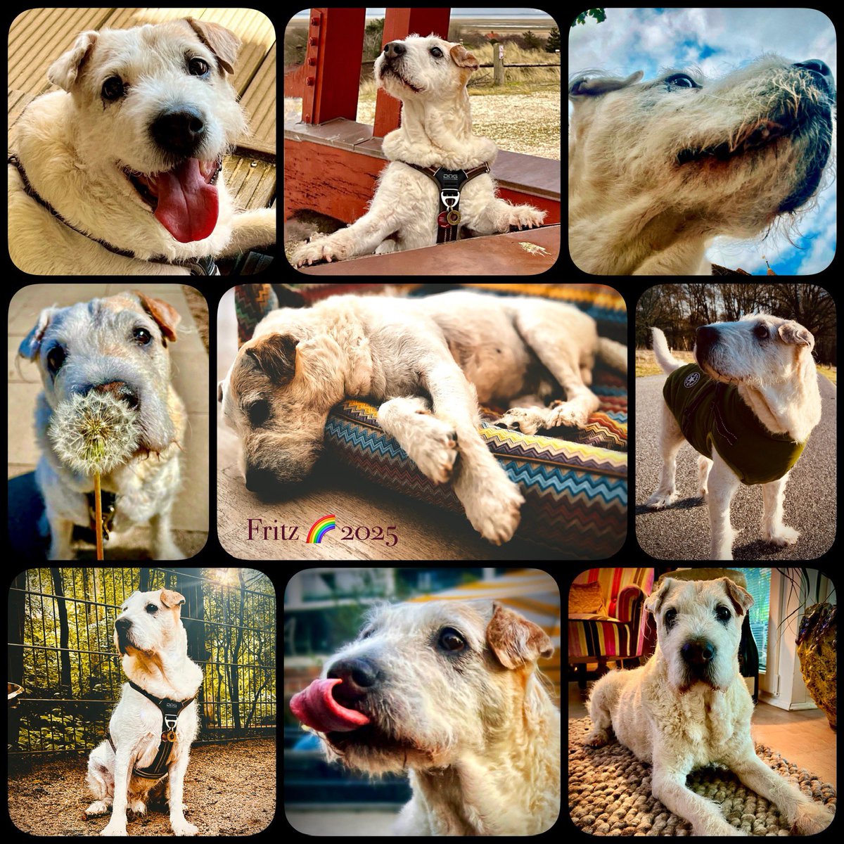 Frank (FOP) tweet media