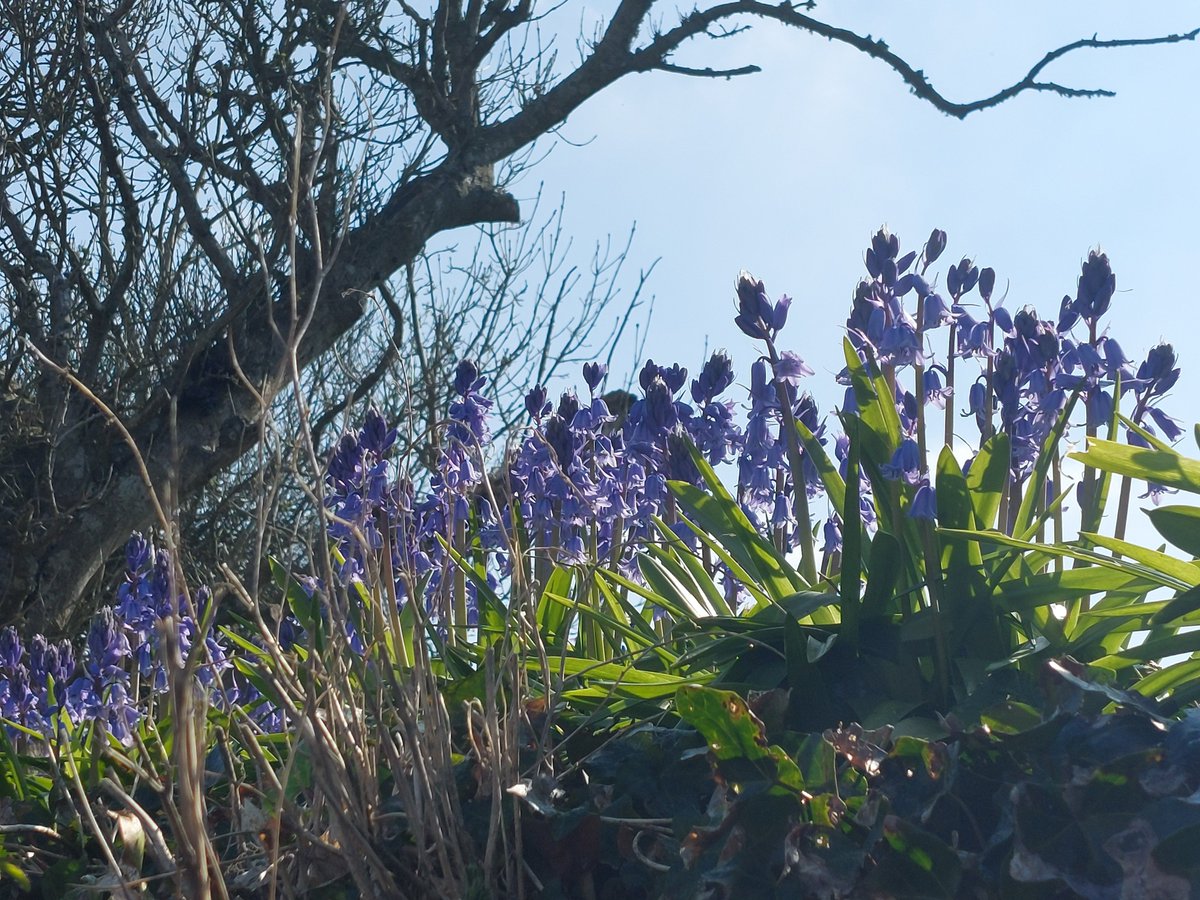 Early bluebells #PorthillyCove  #Rock #Padstow
<a href="/Intocornwall/">Into Cornwall</a> @beauty_cornwall <a href="/WestcountryWide/">Westcountry-wide</a>
<a href="/Cornwall_Coast/">Cornwall Coast</a> <a href="/Devon_Cornwall/">Devon & Cornwall</a>
<a href="/iloveukcoast/">IloveUKcoast</a> <a href="/WendyMounce/">In Devon & the South West🌺</a>