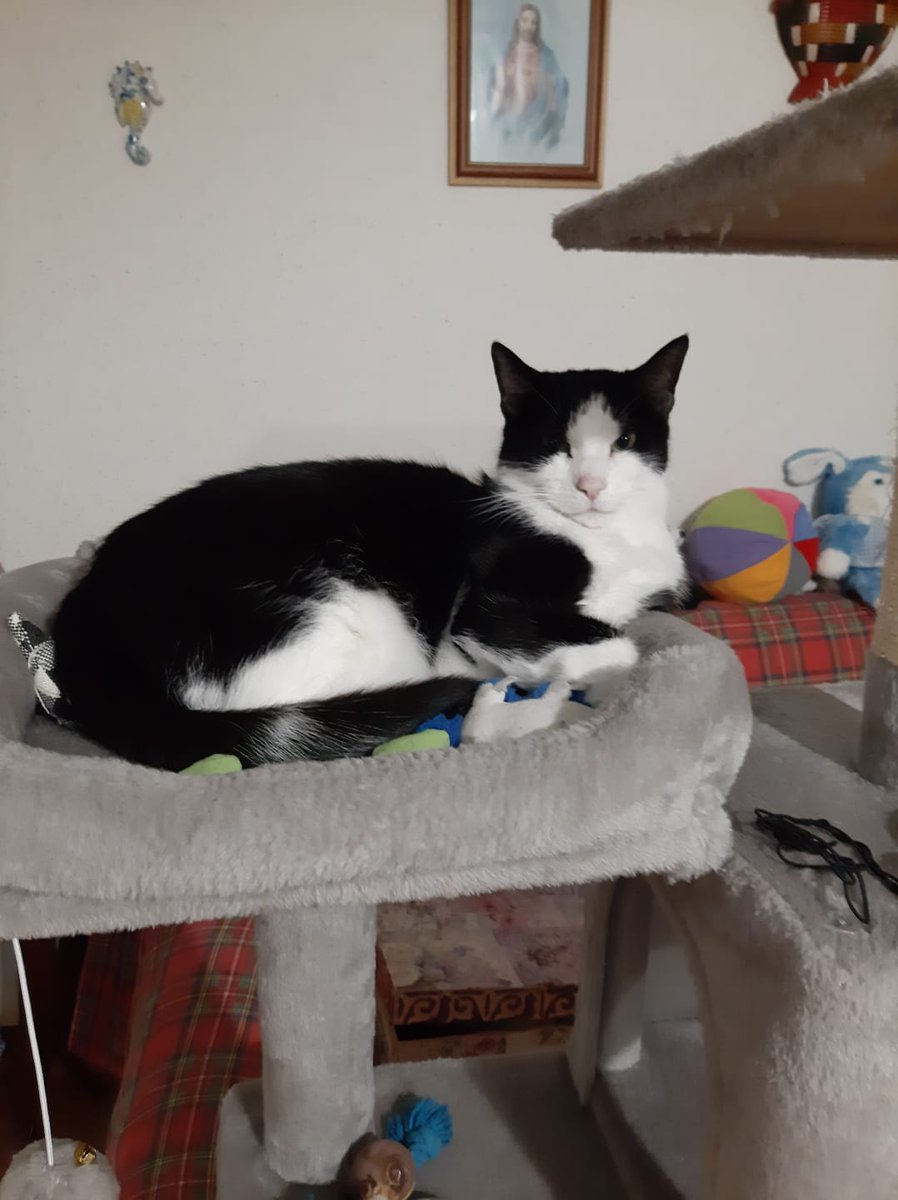 cincillà felino tweet media