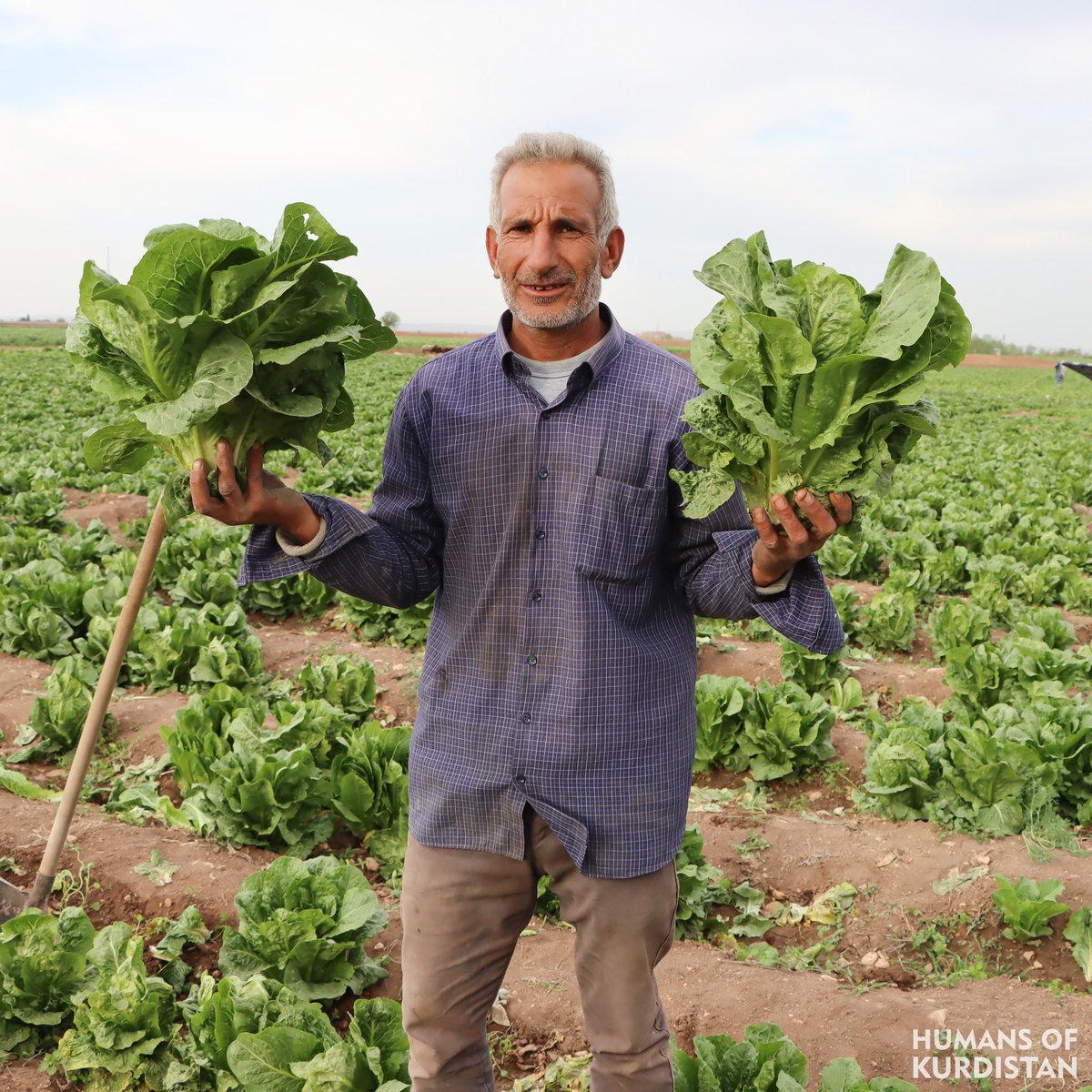 humansofkrd's tweet photo. Story of a Kurd from West Kurdistan

 I am forty years old... Although war has negatively affected my homeland, our strength and ability are stronger than the challenges, and we continue on... I work more than 20 hours daily and provide a decent livelihood for myself and my children, who are the most valuable in my life. My name is Ahmed, and I am from the city of Kobani. Initially, I started working in an automatic bread-making factory and continued... As time passed, longing and love for the land pushed me to choose a new job: working in a beautiful garden. I have continuously taken care of it for seven years and planted lettuce there. Now, I have become a loyal friend to this fertile piece of land. Planting, growing, and then selling lettuce is not just work for me but also a source of income. I take tens of kilograms of lettuce to the markets daily and sell it for three thousand Syrian liras per kilogram. We, the people of Kobani and the villages, rely on agriculture for our livelihood.
 -
 چیرۆکی کوردێکی ڕۆژئاوا 

 تەمەنم چل ساڵە... گەرچی شەڕ، شوێنەواری خراپی لەسەر زێدەکەم دروست کردووە، بەڵام هێز و توانای ئێمە لە ئاڵنگارییەکان بەهێزترە و بەردەوامین... ڕۆژانە زیاتر لە ٢٠ کاتژمێر کار دەکەم و بژێوییەکی شایستە بۆ خۆم و منداڵەکانم، کە بەنرخترین سەرمایەی ژیانمن، دابین دەکەم. من ناوم (ئەحمەد)ە، خەڵکی شاری (کۆبانێ)ـم. سەرەتا لە کارگەیەکی ئۆتۆماتیکی دروستکردنی ناندا دەستم بە کارکردن کرد و بەردەوام بووم... بە تێپەڕبوونی ڕۆژگار، تامەزرۆیی و خۆشەویستی خاک پاڵی پێوەنام تا کارێکی نوێ هەڵبژێرم، ئەوەش کارکردن بوو لەسەر باخچەیەکی دڵنشین. ماوەی حەوت ساڵە بە بەردەوامی چاودێری دەکەم و کاهوی تێدا دەچێنم. ئێستا بوومەتە هاوڕێیەکی دڵسۆزی ئەم پارچە زەوییە بە پیتە. چاندن، سەوزکردن و پاشان فرۆشتنی کاهو بۆ من تەنها کارکردن نییە، بەڵکو سەرچاوەی داهاتیشە. ڕۆژانە، بە دەیان کیلۆ کاهو دەبەمە بازاڕەکان و کیلۆی بە سێ هەزار لیرەی سووری دەفرۆشم.  ئێمەی کۆبانێیی و خەڵکی گوند، بۆ بژێوی ژیانمان، پشت بە کشتوکاڵ دەبەستین.
 -
 قصة كردي من غرب كردستان

عمري أربعون عاماً... ورغم أن الحرب تركت أثراً سيئاً على مدينتي، إلا أن قوتنا وقدرتنا أقوى من التحديات ونواصل... أعمل أكثر من عشرين ساعة يومياً وأوفر حياة كريمة لنفسي ولأطفالي. اسمي أحمد وأنا من كوباني. بدأت العمل في مصنع خبز آلي واستمريت... ومع مرور الوقت، دفعني شوقي وحبي للأرض إلى اختيار وظيفة جديدة، والعمل في حديقة هادئة. لقد كنت أعتني بها وأزرع الخس بانتظام لمدة سبع سنوات. لقد أصبحت الآن صديق مخلص لهذه القطعة الخصبة من الأرض.  إن زراعة الخس وتخضيرها ثم بيعها ليس مجرد عمل بالنسبة لي، بل هو أيضا مصدر دخل. أقوم يومياً بإخراج عشرات الكيلوات من الخس إلى الأسواق وأبيعها بثلاثة آلاف ليرة سورية للكيلو.  نحن سكان وأهالي كوباني نعتمد على الزراعة في معيشتنا. 
#‌Kobanî  | #Vim_Foundation https://t.co/2KtZszywU2